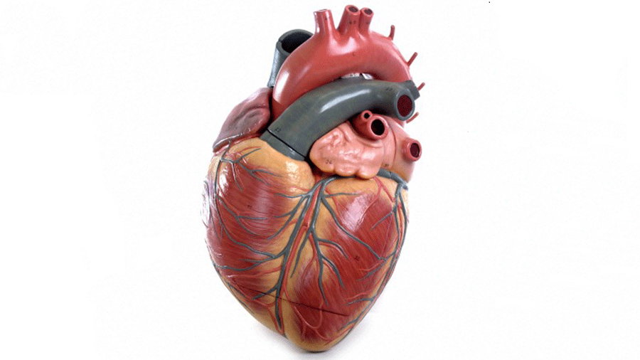 Here are 25 facts you may not have known about your incredible heart.