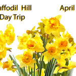 daffodil1